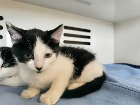 Olisé