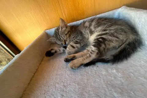 KODA