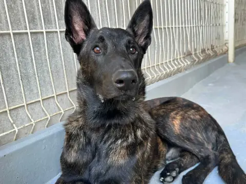 REX