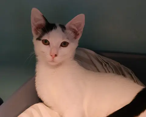 FELINA