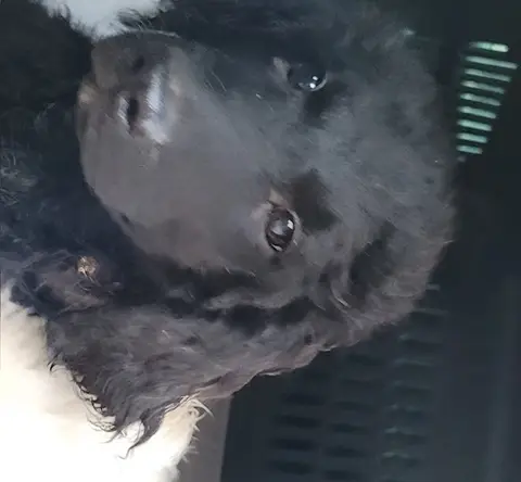 Adopter ECHO