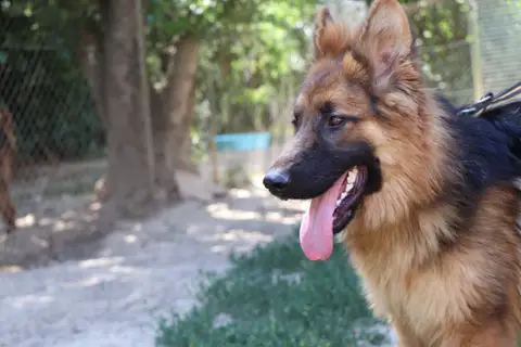 YAGO photo 4