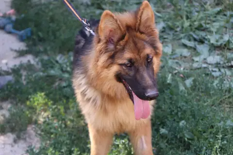 YAGO photo 5