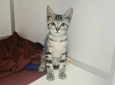 TAZ
