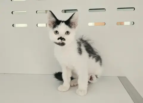 BISCUIT