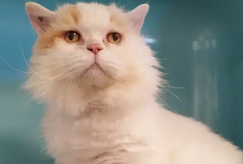 NORBERT