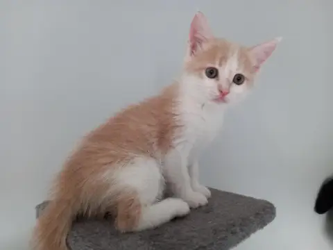 PAT
