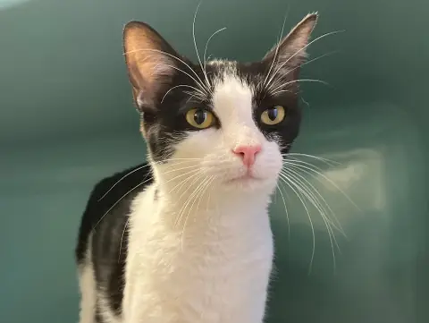 MULAN