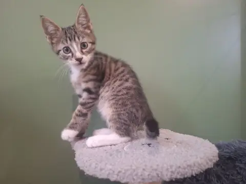 ABRICOT