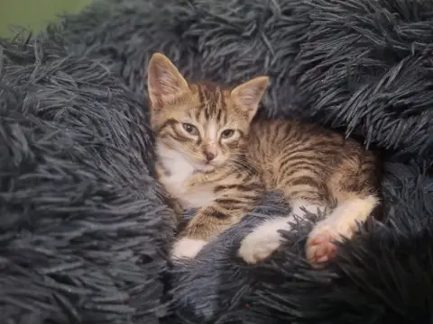 ABRICOT photo 2