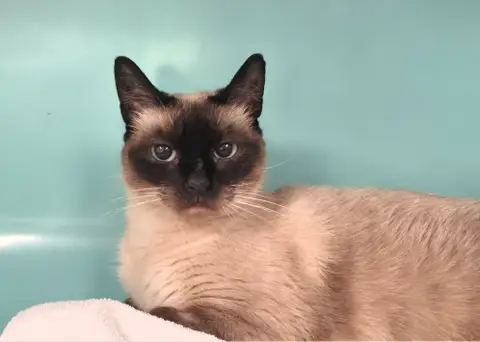 Lili