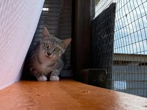 MAYA