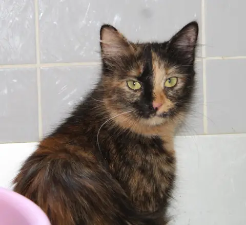 MIRABELLE