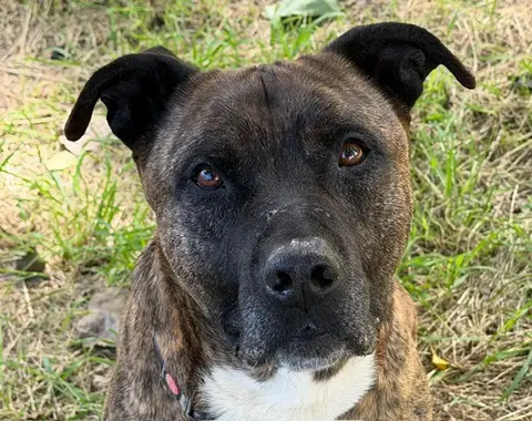 Adopter REX