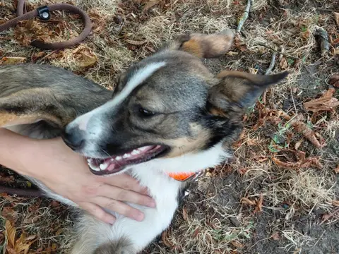 Adopter SUKI
