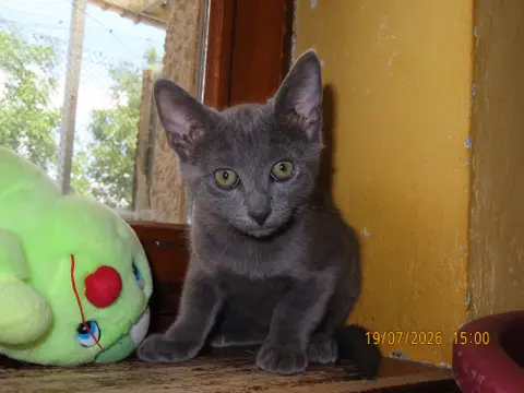 JASPER photo 2