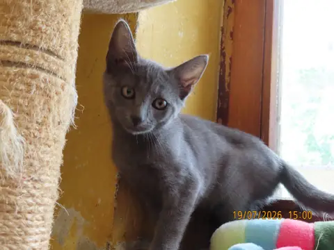 JASPER photo 3