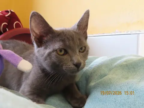 JASPER photo 5