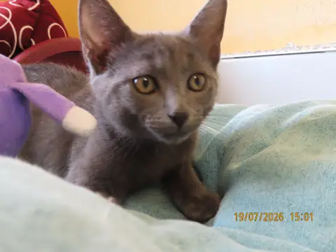 JASPER photo 4