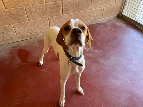 Adopter MAXOU PAA24303