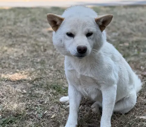 Adopter Adelaide CAA15659