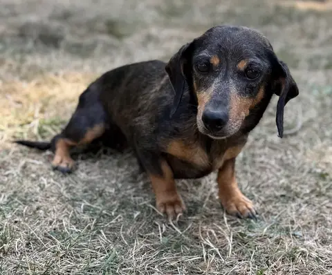 Adopter Ostie CAA15663
