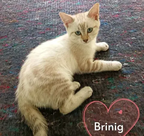 BRINIG