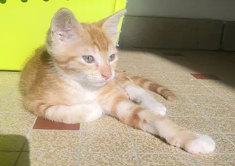 Berlioz