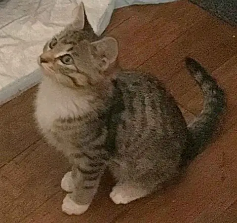 Chupa