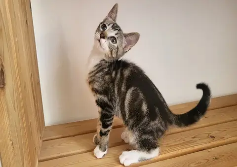 SUKI