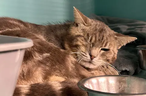 TOM