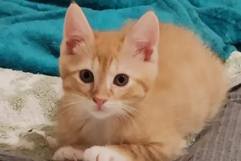 PATACHON