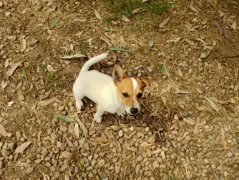 Saxo (en cours d'adoption) photo 3