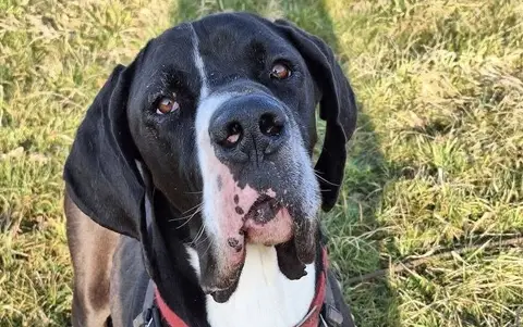 Rex