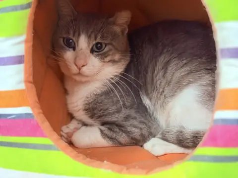 FINN