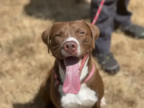 Adopter MALCOM