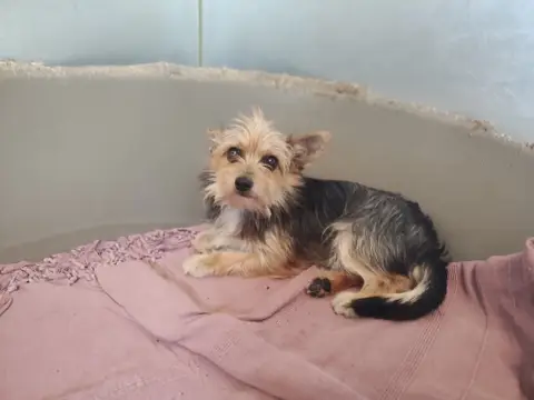 Fifi