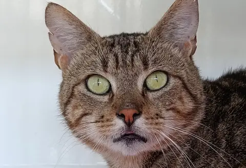 BAKOU