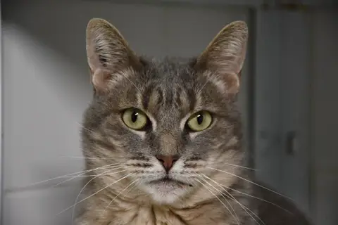 SOURIS C