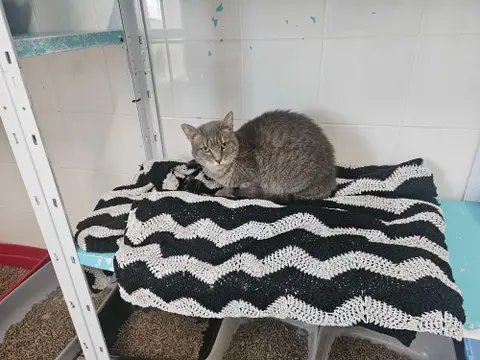 SOURIS C photo 2