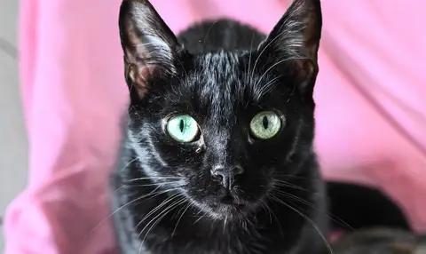 BASTET C