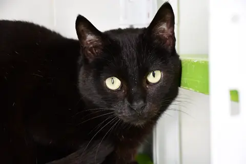 BASTET C photo 2