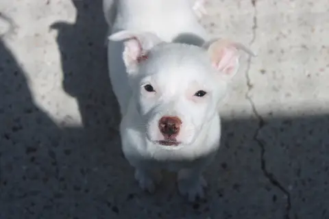 Dolce