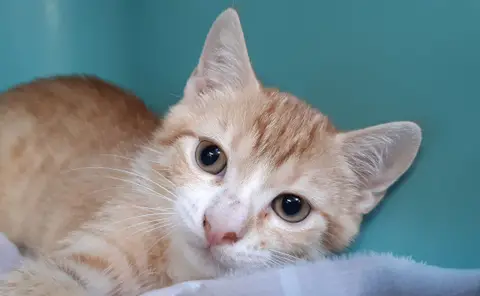 Pamplemousse