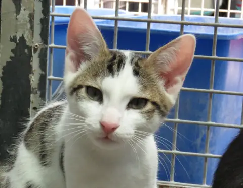 TIGROU
