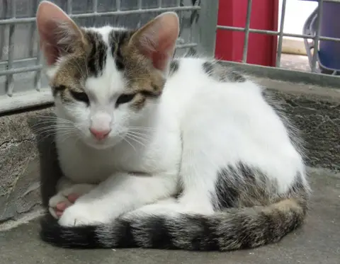 TIGROU photo 2