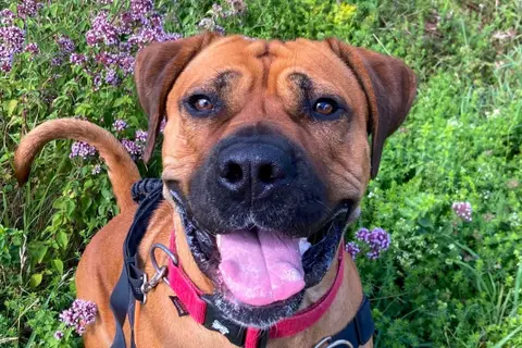 Adopter ROSALITA