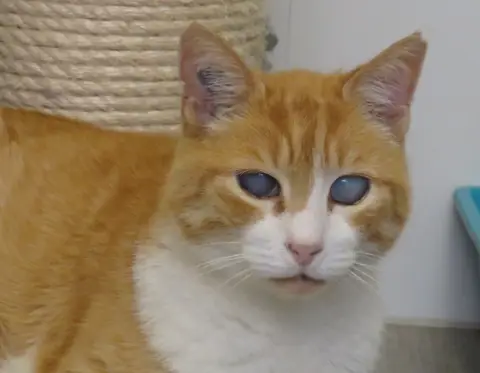 RON
