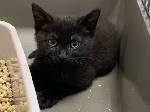 ZORRO
