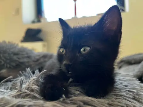 Orion [Chaton]